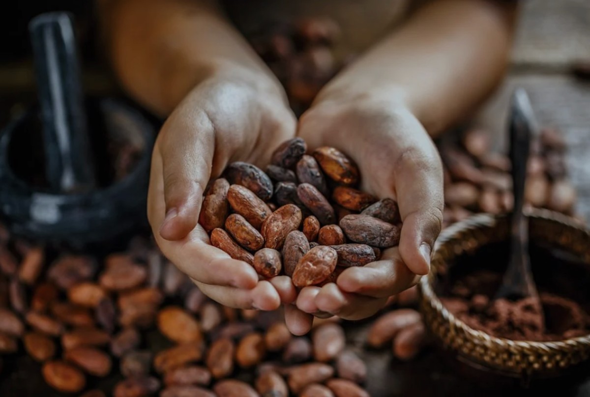 cacao ok